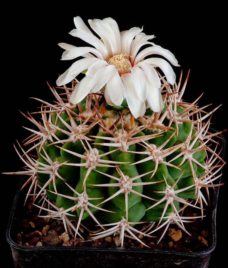 Gymnocalycium ferox v. ferocior